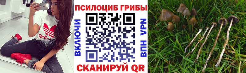 даркнет сайт  Юхнов  Псилоцибиновые грибы Psilocybe 